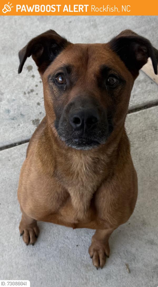 Found/Stray Male Dog last seen RocksFish/ Camden rd neighborhood, Rockfish, NC 28306
