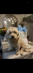 Lost Female Dog last seen Brookgreen road, Downey, CA 90240