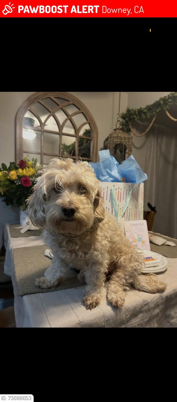 Lost Female Dog last seen Brookgreen road, Downey, CA 90240