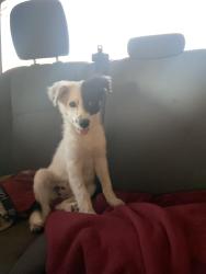 Lost Female Dog last seen walnut and lamb, near myrtle tate elementary school, Las Vegas, NV 89115