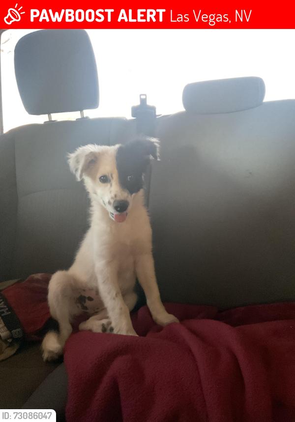 Lost Female Dog last seen walnut and lamb, near myrtle tate elementary school, Las Vegas, NV 89115