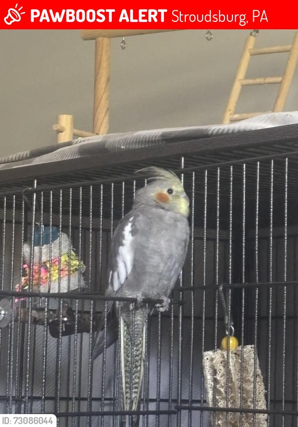 Lost Unknown Bird last seen Monroe and Phillips st, Stroudsburg, PA 18360