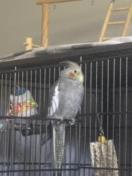 Lost Unknown Bird last seen Monroe and Phillips st, Stroudsburg, PA 18360