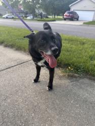 Shelter Stray Male Dog last seen Tony Dr, Madison, WI, Madison 17, City of, WI, 5132 Voges Rd, Madison, WI 53718, USA