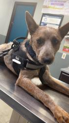 Reunited Male Dog last seen Near Indiana st south Houston tx 77587, South Houston, TX 77587