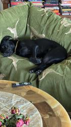 Reunited Male Dog last seen Duffys us1 in stuart, Stuart, FL 34997