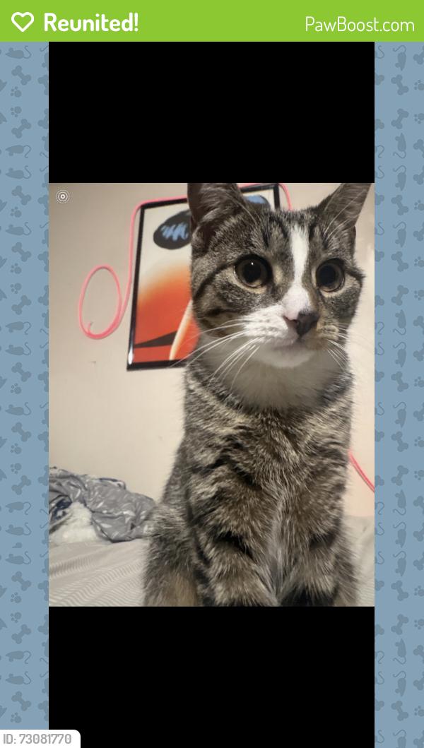 Reunited Female Cat last seen Seaton road Stamford Ct, Stamford, CT 06902