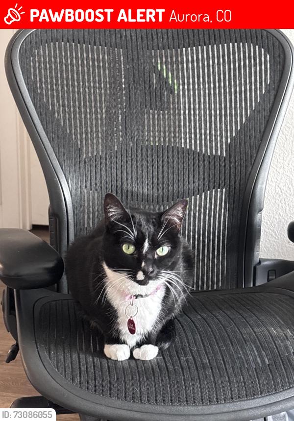 Lost Female Cat last seen E 23rd Ave and Chester Street, Aurora, CO 80010
