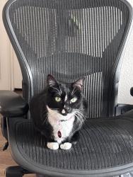 Lost Female Cat last seen E 23rd Ave and Chester Street, Aurora, CO 80010