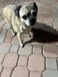 Found/Stray Female Dog last seen Lake mead & Nellis, Sunrise Manor, NV 89115
