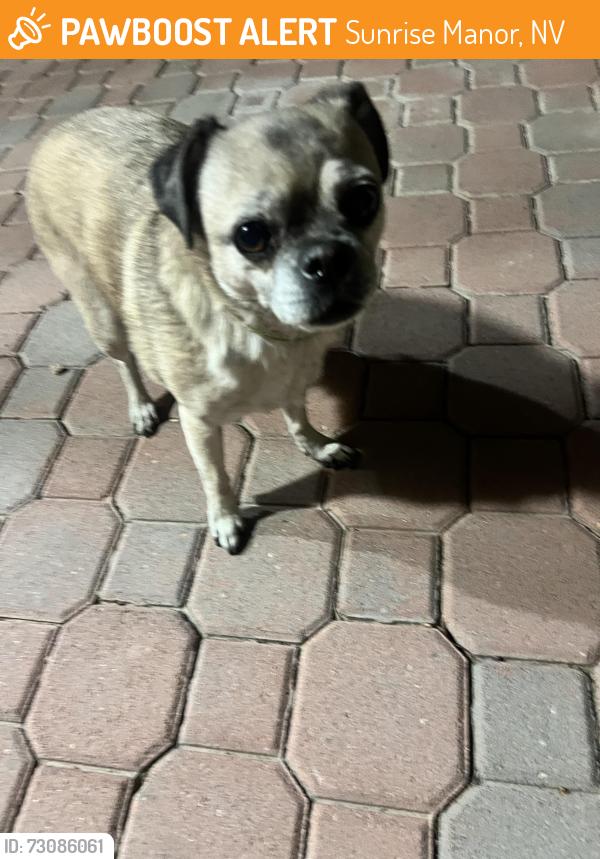 Found/Stray Female Dog last seen Lake mead & Nellis, Sunrise Manor, NV 89115