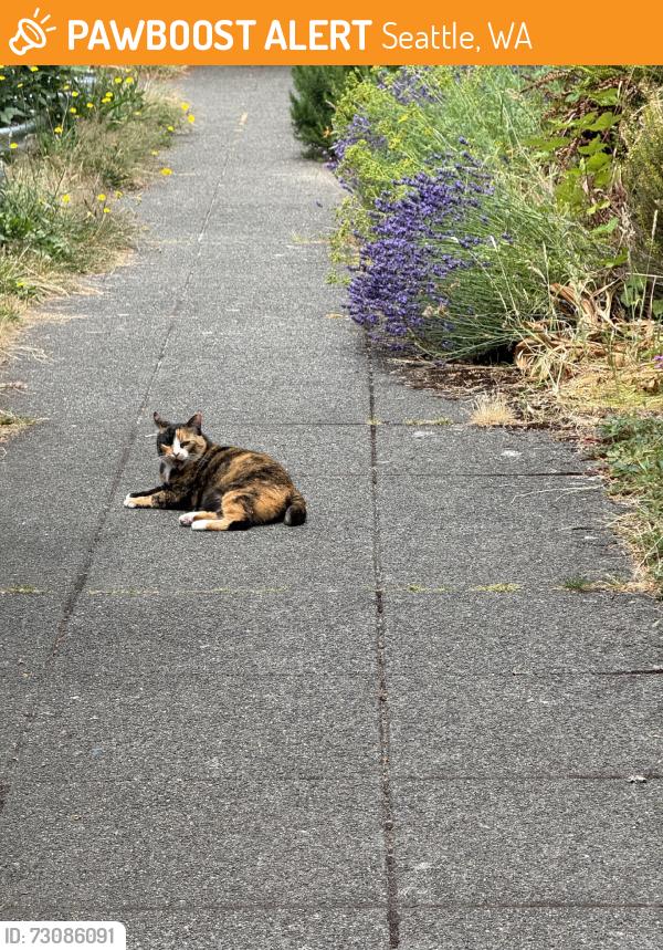 Found/Stray Unknown Cat last seen Revenna Park or Bryant Elementry, Seattle, WA 98105