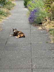 Found/Stray Unknown Cat last seen Revenna Park or Bryant Elementry, Seattle, WA 98105
