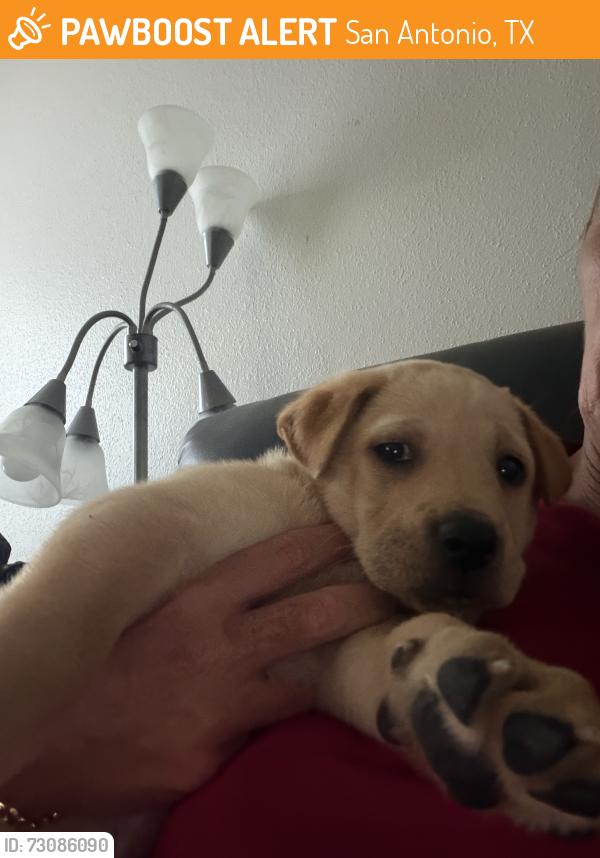 Found/Stray Male Dog last seen Walzem, San Antonio, TX 78239