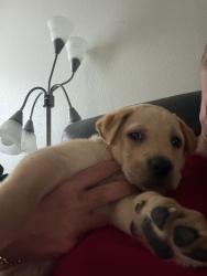 Found/Stray Male Dog last seen Walzem, San Antonio, TX 78239