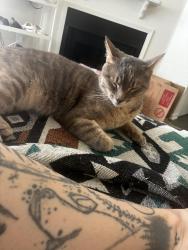 Lost Female Cat last seen Near Mira Loma Dr, Temecula, CA 92592