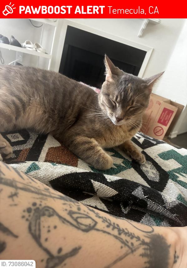 Lost Female Cat last seen Near Mira Loma Dr, Temecula, CA 92592