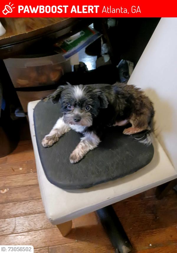 Lost Male Dog last seen Near Clifton Church Road some landmarks are a Domino's Lucky Lotto and Oak Terrace, Atlanta, GA 30316