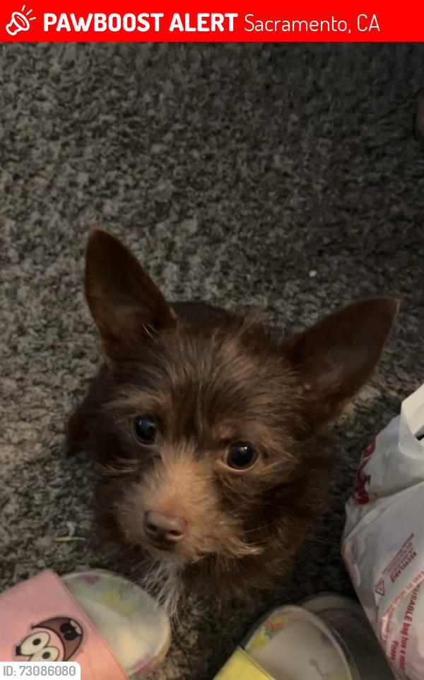 Lost Male Dog last seen cvs on w el camino, Sacramento, CA 95833