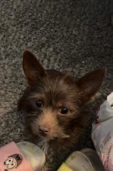 Lost Male Dog last seen cvs on w el camino, Sacramento, CA 95833