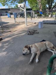 Reunited Female Dog last seen Near Indiana st south Houston tx 77587, South Houston, TX 77587
