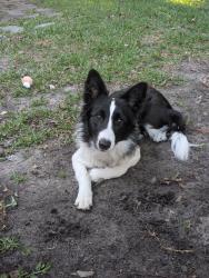 Reunited Female Dog last seen San Mateo and McMullian Boothe rd, Clearwater, FL 33759
