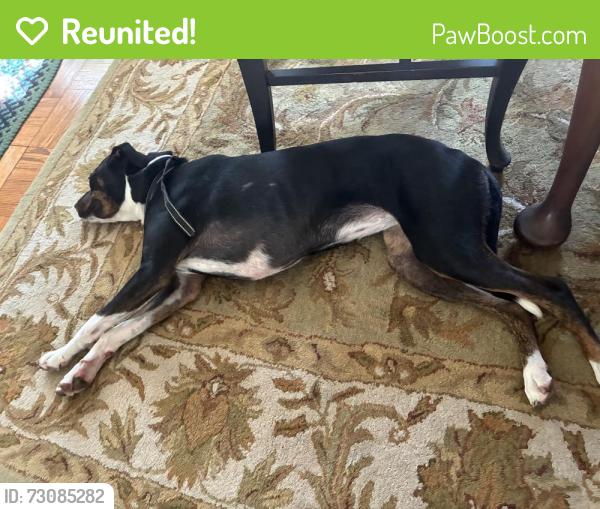 Reunited Female Dog last seen Gunston and Wellington in Park Fairfax, Alexandria, VA 22302