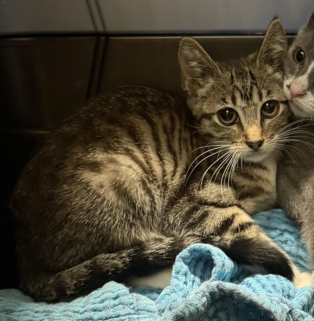 Shelter Stray Female Cat last seen Near Erica Street, Escondido, CA, 92027, Escondido, CA 92027, USA