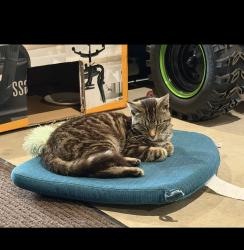 Reunited Male Cat last seen 146th and 34th, Zeeland, MI 49464