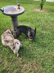 Reunited Unknown Dog last seen Near and Geiger ests rd, Zephyrhills, FL 33541