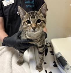 Shelter Stray Male Cat last seen Near Carillo Circle, Oceanside, CA, 92057, Oceanside, CA 92058, USA