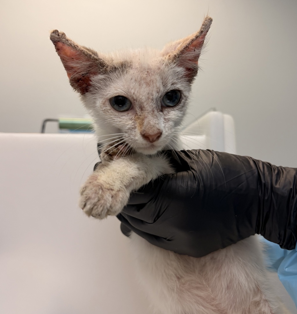 Shelter Stray Female Cat last seen Near L Street, San Diego, CA, 92102, 5500 Gaines St, San Diego, CA 92110, USA