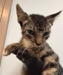 Shelter Stray Male Cat last seen Near L Street, San Diego, CA, 92102, 5500 Gaines St, San Diego, CA 92110, USA