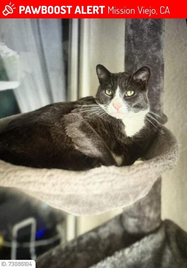 Lost Male Cat last seen Melrose drive oso parkway, Mission Viejo, CA 92692