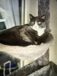 Lost Male Cat last seen Melrose drive oso parkway, Mission Viejo, CA 92692