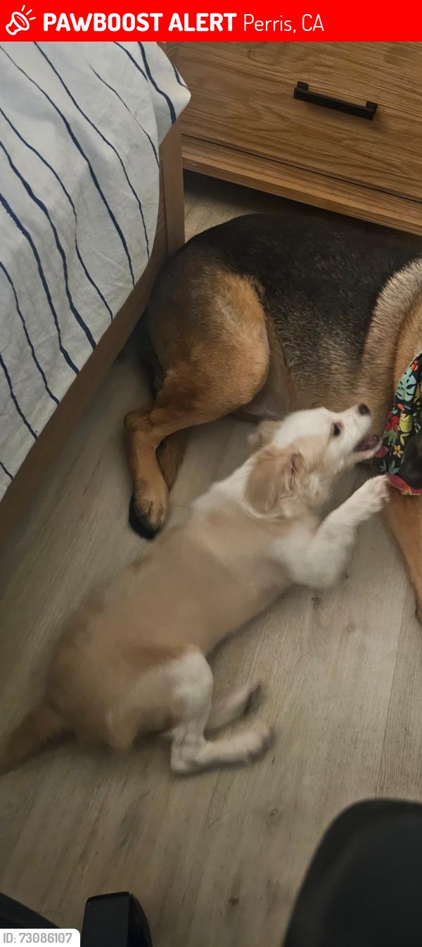 Lost Female Dog last seen Near bella villagio perris ca 92571, Perris, CA 92571
