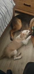 Lost Female Dog last seen Near bella villagio perris ca 92571, Perris, CA 92571