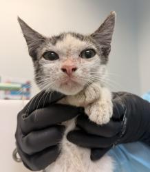 Shelter Stray Male Cat last seen Near L Street, San Diego, CA, 92102, 5500 Gaines St, San Diego, CA 92110, USA
