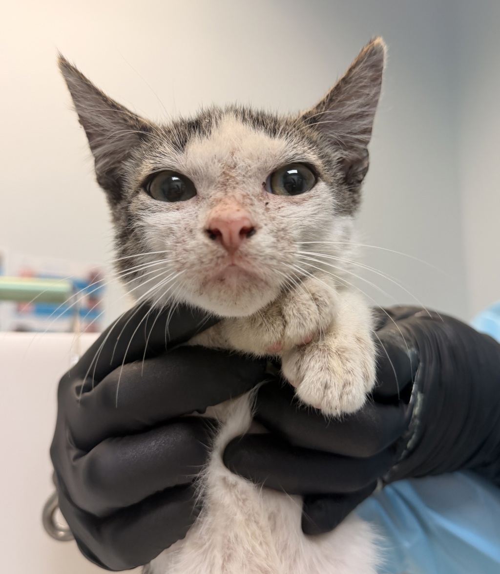 Shelter Stray Male Cat last seen Near L Street, San Diego, CA, 92102, 5500 Gaines St, San Diego, CA 92110, USA