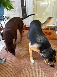 Found/Stray Male Dog last seen Spurgeon way...Laurel oak ranch, High Point, NC 27265