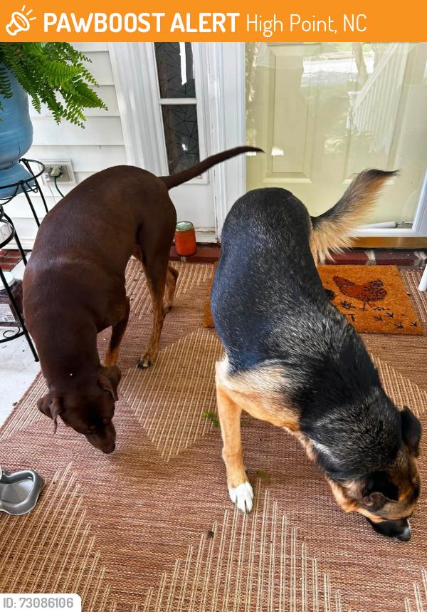 Found/Stray Male Dog last seen Spurgeon way...Laurel oak ranch, High Point, NC 27265