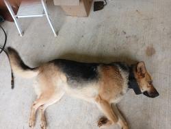 Found/Stray Female Dog last seen In front yard, Ashland, MS 38603