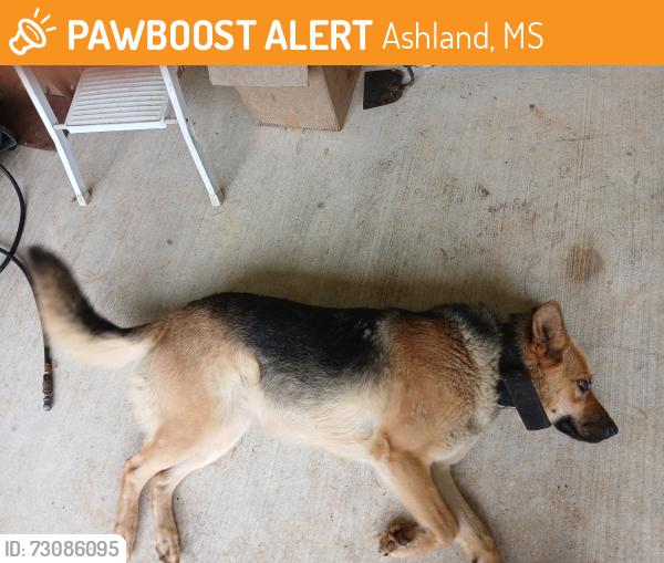 Found/Stray Female Dog last seen In front yard, Ashland, MS 38603