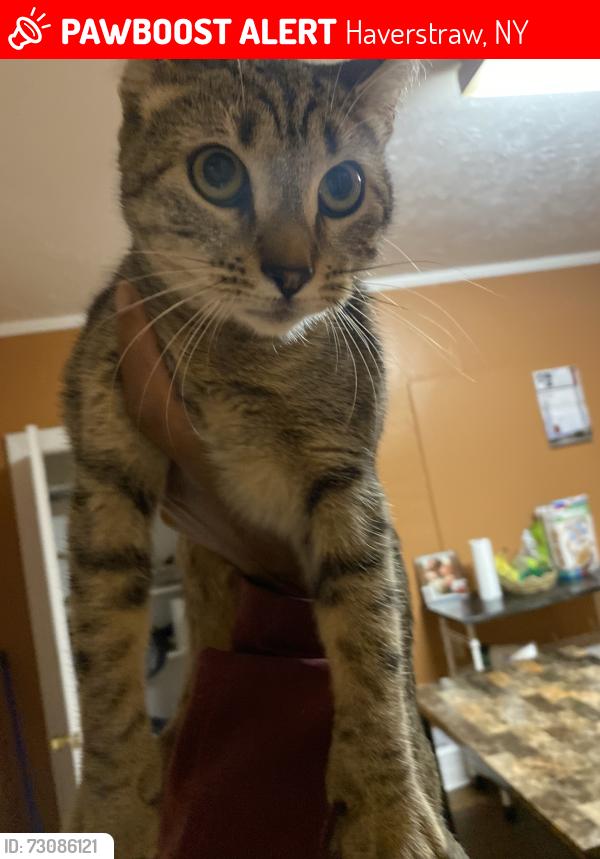 Lost Female Cat last seen St. Peter’s and St. Mary’s Church, Haverstraw, NY 10927