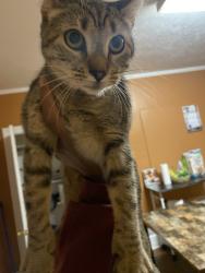 Lost Female Cat last seen St. Peter’s and St. Mary’s Church, Haverstraw, NY 10927