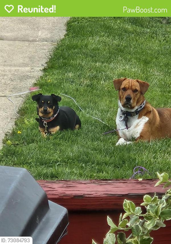 Reunited Female Dog last seen Old Newport St, Nanticoke, PA 18634