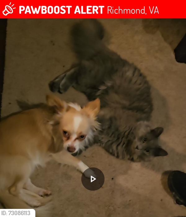 Lost Male Cat last seen Bramblton and Hallmark Richmond 23234, Richmond, VA 23234