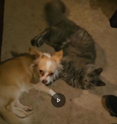 Lost Male Cat last seen Bramblton and Hallmark Richmond 23234, Richmond, VA 23234