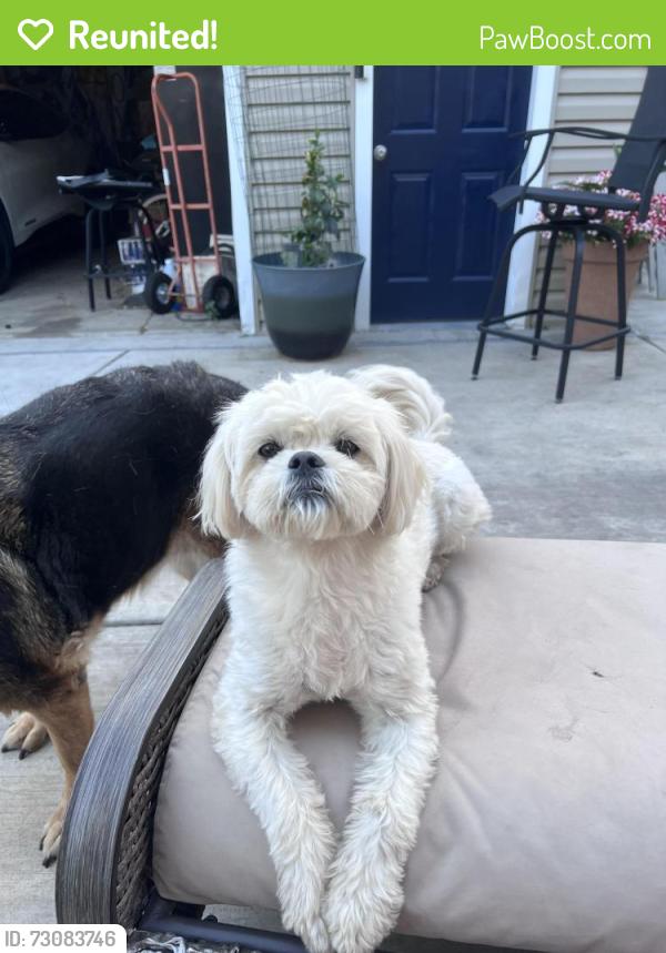Reunited Female Dog last seen S May Street, Joliet, IL , Joliet, IL 60436