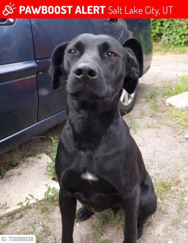 Lost Female Dog last seen On main street by big willys. By a construction area. At that time., Salt Lake City, UT 84115